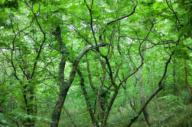 サンプル画像
